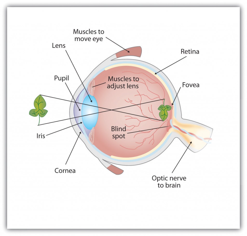 Anatomy of the Human Eye. Behind the pupil is the lens, a structure that focuses the incoming light on the retina, the layer of tissue at the back of the eye that contains photoreceptor cells. Rays from the top of the image strike the bottom of the retina and vice versa, and rays from the left side of the image strike the right part of the retina and vice versa, causing the image on the retina to be upside down.