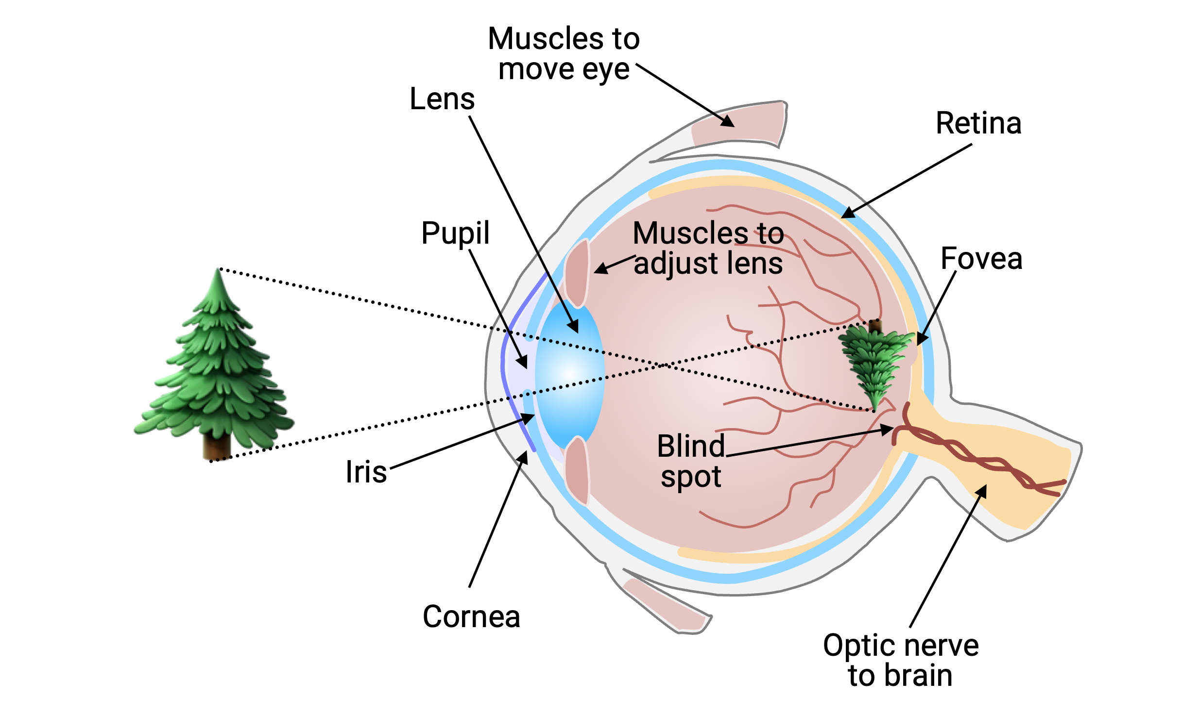 Anatomical diagram of the human eye in cross-section, showing how light from a leaf passes through the cornea, iris, pupil, and lens before projecting an inverted image onto the retina. Labels indicate the iris, cornea, lens, retina, muscles, and optic nerve.