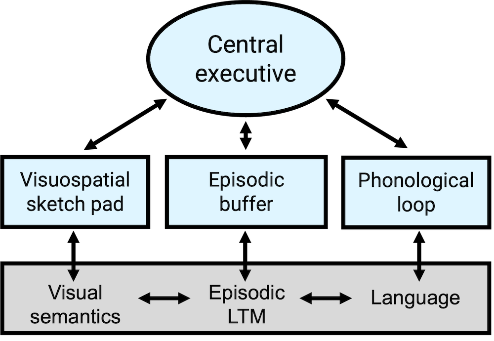 An updated version of the multicomponent working memory model [@Baddeley2000].