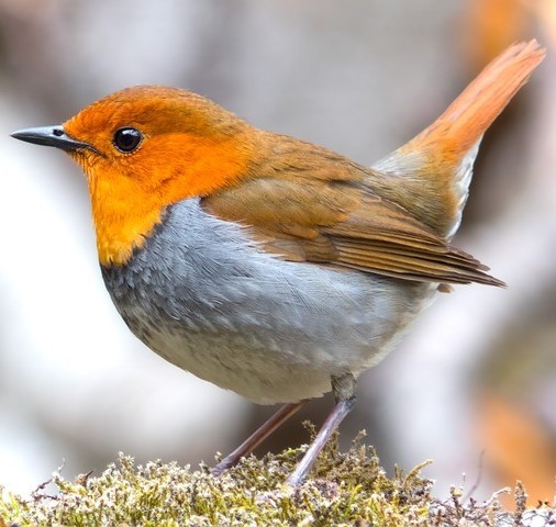 When you think of “bird,” how closely does the robin resemble your general figure? [CC0 Public Domain](https://goo.gl/m25gce)