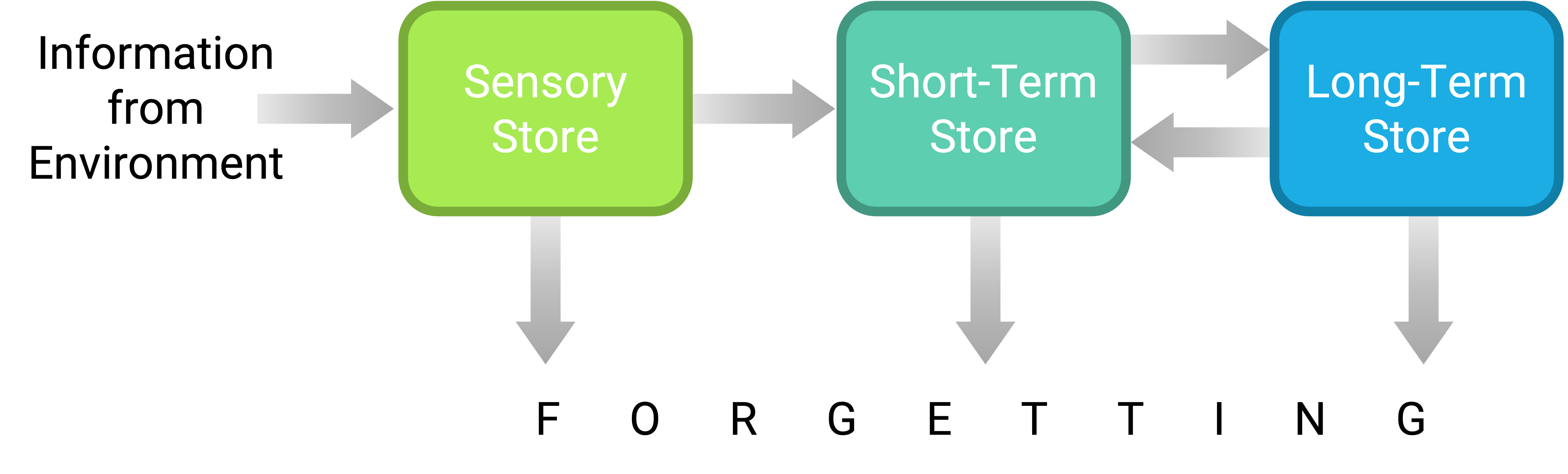 Representation of the multistore model of human memory. In the multistore model of human memory, information from the environment passes through a sensory store on its way to a short-term store, where it can be rehearsed, and then to a long-term store, where it can be stored and retrieved much later. This theory has been extremely successful at organizing old phenomena and predicting new ones.